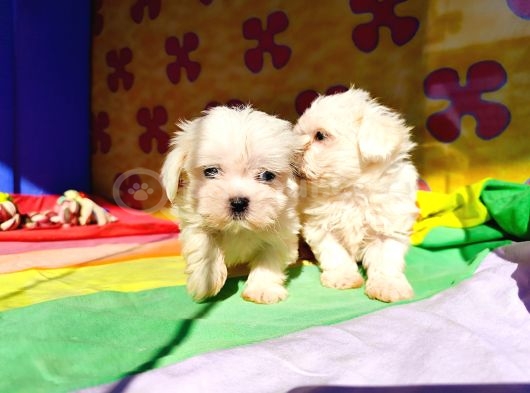 Muhteşem MALTESE terrier yavrularımız
