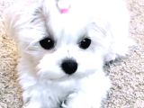 Kore Teacup Maltese Terrier Bebeklerimiz