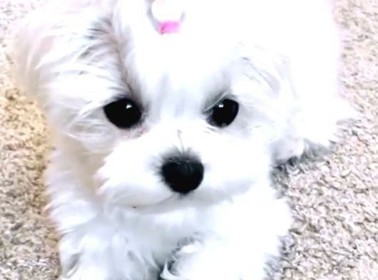 Kore Teacup Maltese Terrier Bebeklerimiz görsel