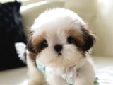 Kore Teacup Maltese Terrier Bebeklerimiz