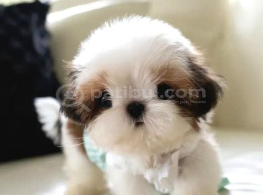 Kore Teacup Maltese Terrier Bebeklerimiz görsel