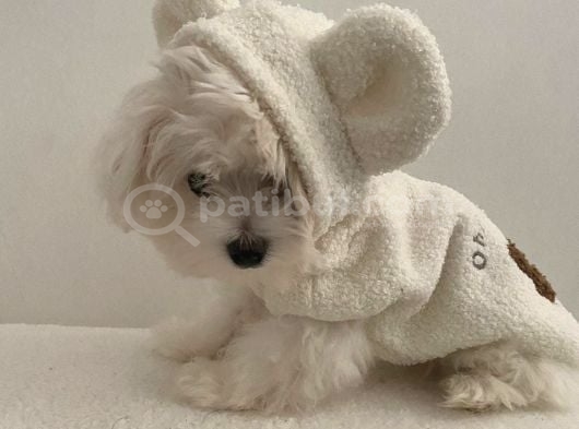 Kore Teacup maltese terrier bebeklerimiz