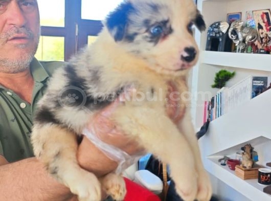 Muhteşem Border Coli̇e görsel
