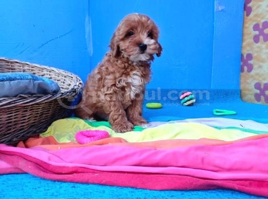 İnanilmaz Güzelli̇kte Malti̇poo Yavrular görsel