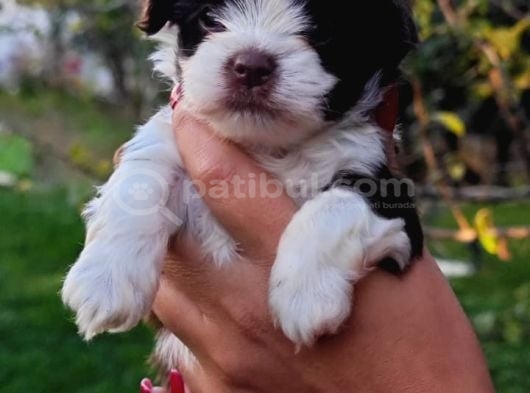 Orjinal Muhteşem Morkie Yavrularımız görsel