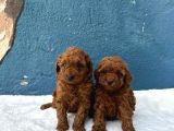 Anatomi̇ Hari̇kasi Oyuncak Boy Poodle Bebekler