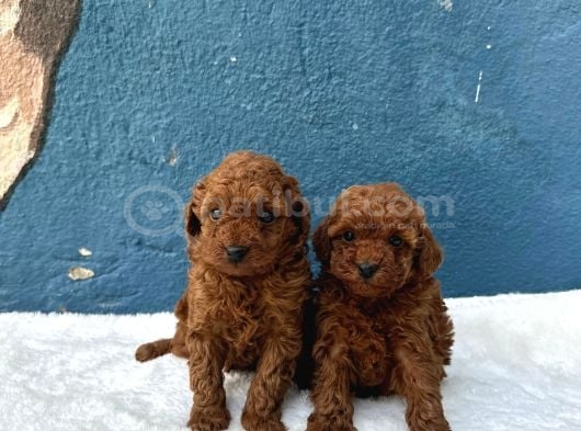 Anatomi̇ Hari̇kasi Oyuncak Boy Poodle Bebekler görsel