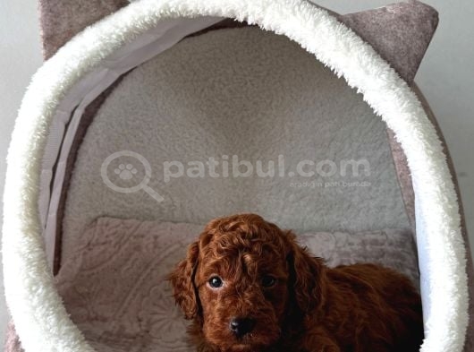 Seçki̇n Poodle Yavrular Zi̇yarete Açik görsel