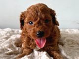 Seçki̇n Poodle Yavrular Zi̇yarete Açik