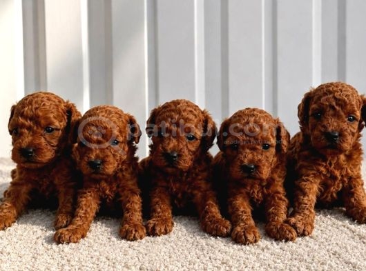 Ruhsatli Poodle Evi̇nden Çok Sayida Poodle Bebek