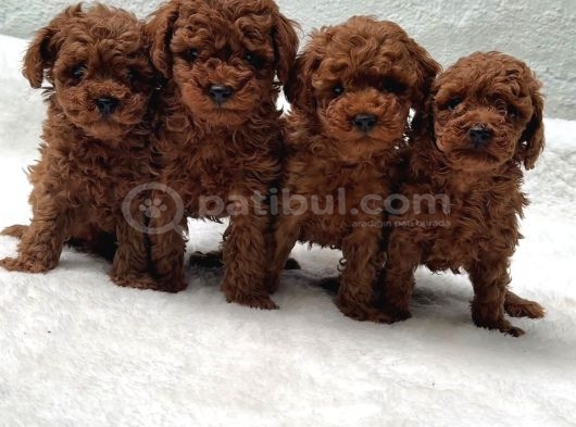 Zi̇yarete Açik Erkek Di̇şi̇ Poodle Bebekler
