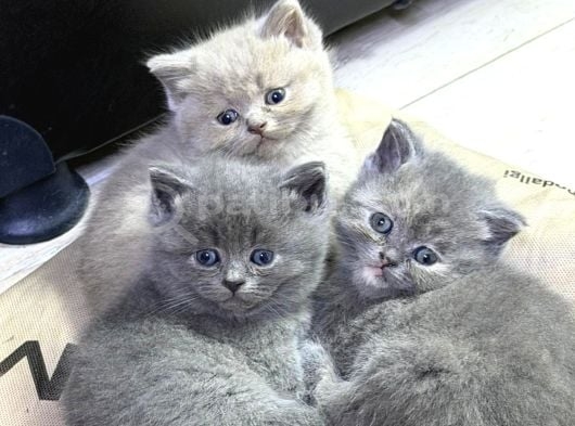 Sevimli British shorthair AYI SURAT TOP KAFA bebisler