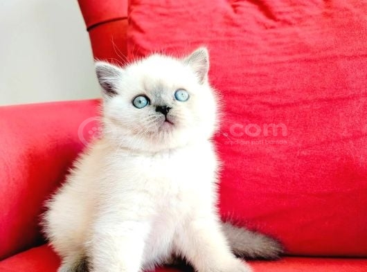 British shortair blue point yavruları