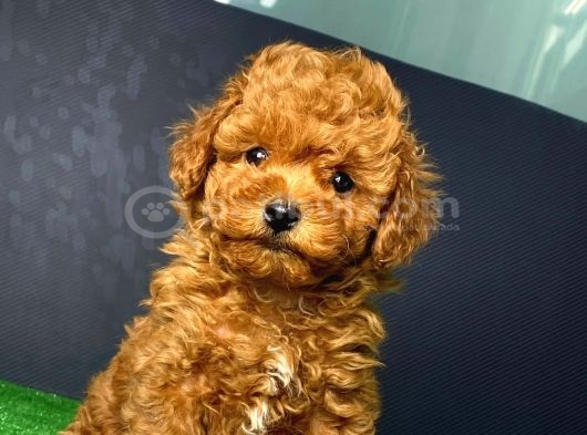 Toy Poodle Sevi̇mli̇ Yavrular Ev Üreti̇mi̇