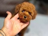 Toy Poodle Sevi̇mli̇ Yavrular Ev Üreti̇mi̇