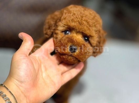 Sevi̇mli̇ Toy Poodle Yavrumuz görsel