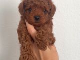 Toy Poodle Sevi̇mli̇ Yavrular Ev Üreti̇mi̇