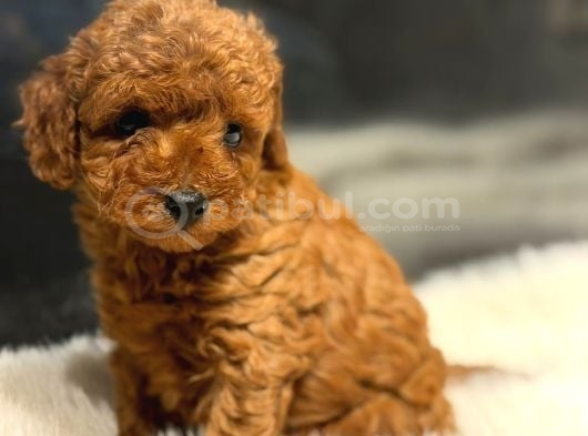 Red Toy Poodle Sevi̇mli̇ Yavrular görsel