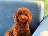 Sevi̇mli̇ Toy Poodle Yavrumuz
