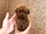 Kipkirmizi Red Toy Poodle Sevi̇mli̇ Yavrular