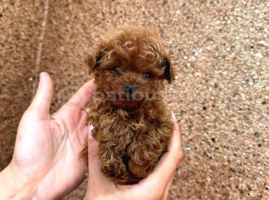 KIPKIRMIZI RED TOY POODLE SEVİMLİ YAVRULAR