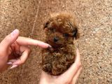 Kipkirmizi Red Toy Poodle Sevi̇mli̇ Yavrular