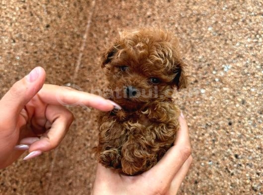 Kipkirmizi Red Toy Poodle Sevi̇mli̇ Yavrular görsel