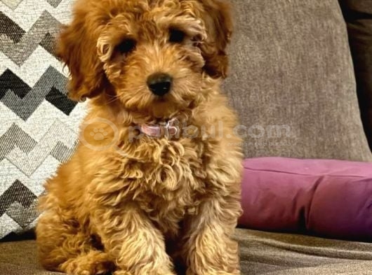 Malti̇poo Ci̇nsi̇ Yavrular Ev Üreti̇mi̇