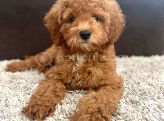 Kahve Tonlu Malti̇poo Ci̇nsi̇ Yavrular görsel
