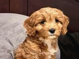 Kahve Tonlu Malti̇poo Ci̇nsi̇ Yavrular