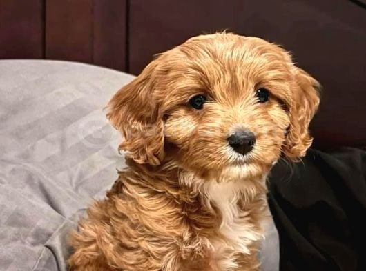 Malti̇poo Ci̇nsi̇ Yavrular Ev Üreti̇mi̇ görsel