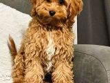 Malti̇poo Ci̇nsi̇ Yavrular Ev Üreti̇mi̇