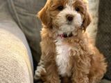 Kahve Tonlu Malti̇poo Ci̇nsi̇ Yavrular