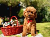 Maltipoo Mini Güzel Yavrular