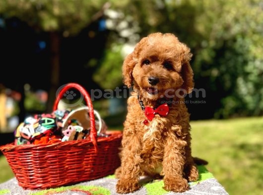 Maltipoo Mini Güzel Yavrular görsel