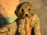 Giant Poodle Yavrular