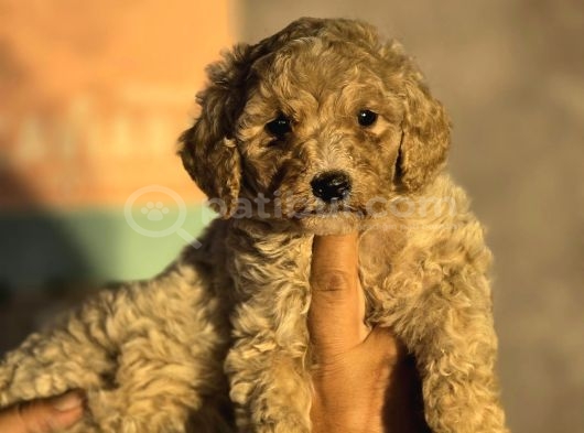 Giant Poodle Yavrular görsel