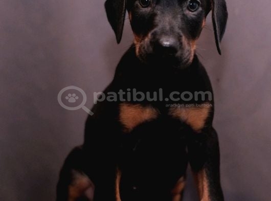 Orjinal Fotoğraf ile bebekler