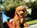 Maltipoo Mini Güzel Yavrular