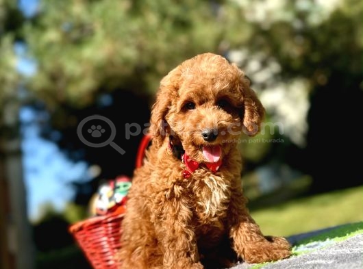 Maltipoo Mini Güzel Yavrular görsel