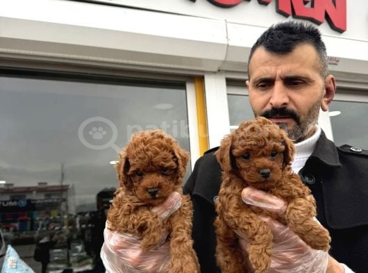 Toy Poodle Yavrular Wc Eği̇ti̇mli̇ Ankara