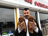Toy Poodle Yavrular Wc Eği̇ti̇mli̇ Ankara
