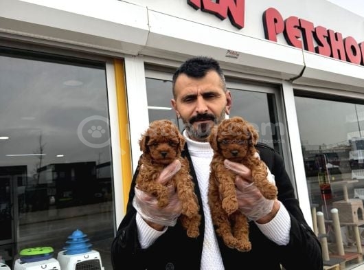 Toy Poodle Yavrular Wc Eği̇ti̇mli̇ Ankara görsel
