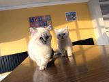 Renk Renk British Shorthair Yavrularimiz Fenomen Pet Ankara