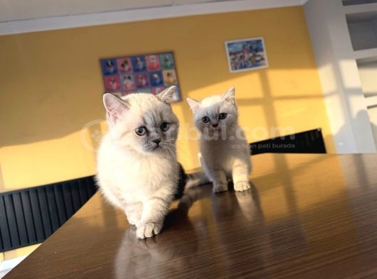 Renk Renk British Shorthair Yavrularimiz Fenomen Pet Ankara