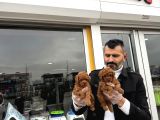 Toy Poodle Yavrular Wc Eği̇ti̇mli̇ Ankara