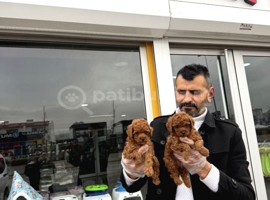 Toy Poodle Yavrular Wc Eği̇ti̇mli̇ Ankara görsel
