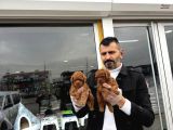 Toy Poodle Yavrular Wc Eği̇ti̇mli̇ Ankara