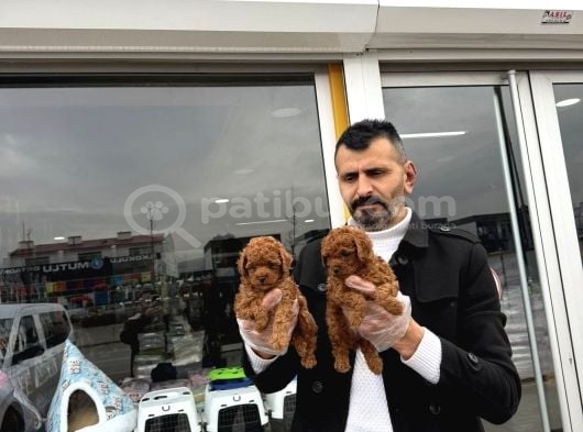 Toy Poodle Yavrular Wc Eği̇ti̇mli̇ Ankara görsel