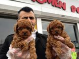 Toy Poodle Yavrular Wc Eği̇ti̇mli̇ Ankara